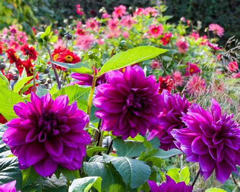 Late Summer Flowers 16 Best Blooms For Color Into Fall