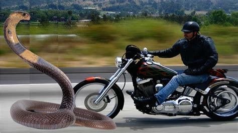 Snake Hidden In Motor Bike Scares Rider Youtube
