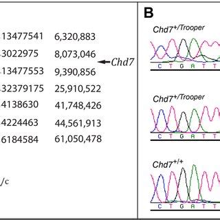 The Trooper Mutation Causes Alternate Chd Transcripts A An Agarose