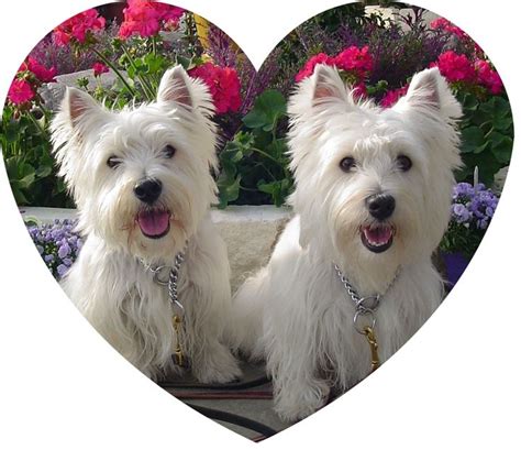 960 Best Images About For The Love Of Westies On Pinterest White