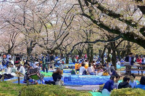 Japans Cherry Blossom Viewing PartiesThe History Of Chasing The Fleeting Beauty Of Sakura