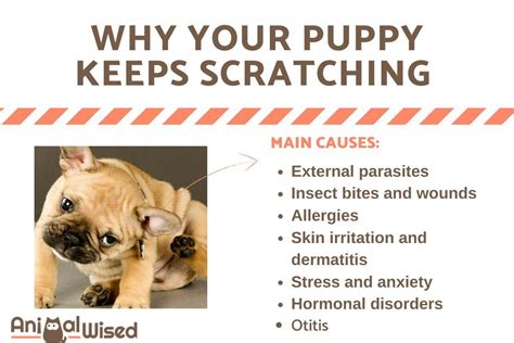 My Puppy Keeps Scratching And Itching Causes And What To Do