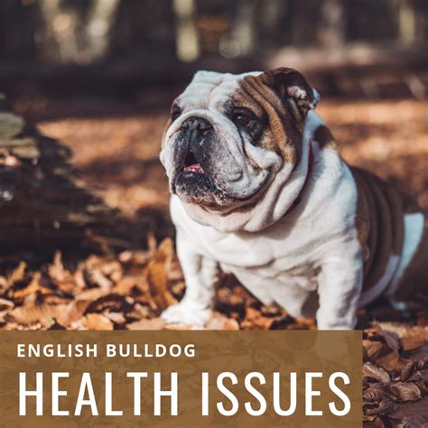Raising Awareness About English Bulldog Health Issues | PetHelpful