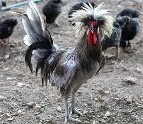 white crested blue polish chicken for sale white egg layers cackle hatchery®
