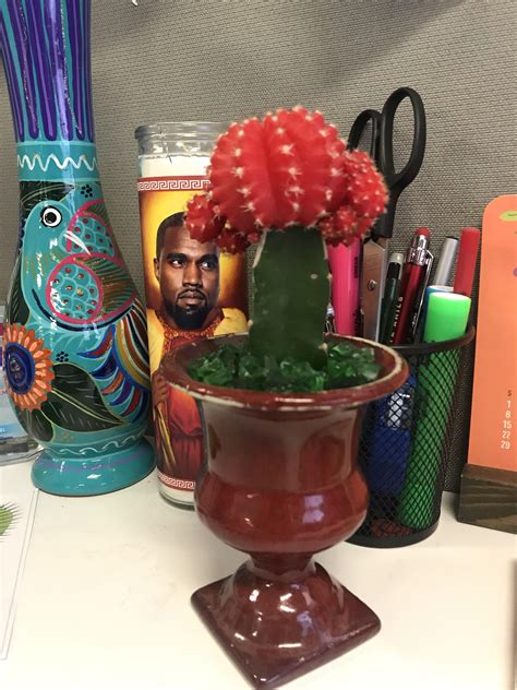 I spray the plant every day, wipe the leaves once a week, and water it only when the ground is completely dry. Does anyone know if this cactus needs sunlight? Thank you ...
