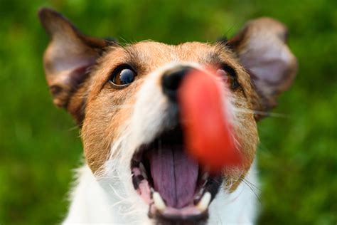 Hilarious Photos Of Dogs Catching Treats Midair