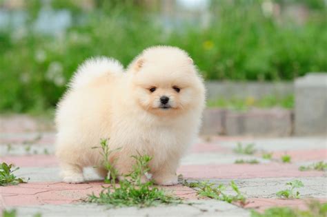 Types Of Small Fluffy Dogs