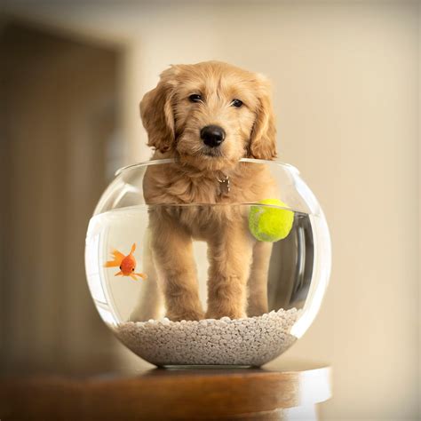 Puppy Dog Goldfish Print Goldendoodle In Fishbowl Wall Decor Etsy