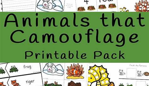 Camouflage Animals Worksheet
