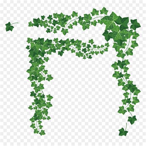 Boston Ivy Png A Wide Variety Of Boston Ivy Vine Options Are