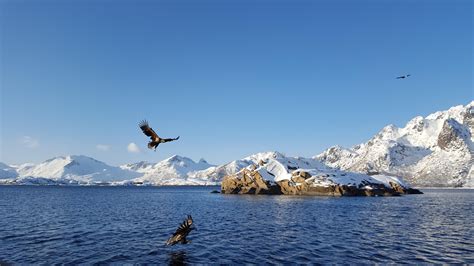 Sea Eagle Safari By Rib Svolvær Lofoten Islands March 2020 Oc