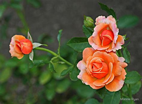 3 Peach Roses By Monnie Ryan Redbubble