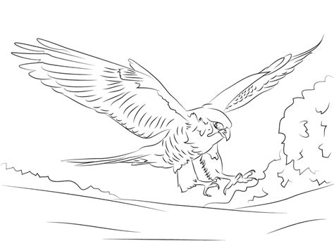 Fun coloring pages, color posters, worksheets, and handwriting. Hawk & Falcon Coloring Pages for Kids - Preschool and ...