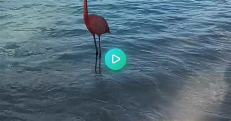 Flamingo Beach Aruba Album On Imgur