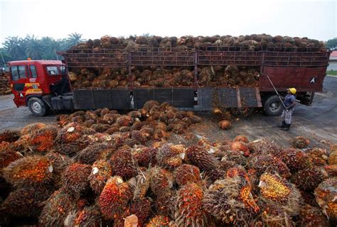 Kelapa sawit turut jadi pendorong pemulihan ekonomi sumatera utara. Mpob Harga Buah Sawit 1 Tan Hari Ini 2020