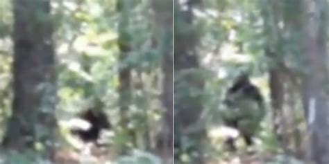 New ‘bigfoot Footage Has Experts Admitting That ‘it Could Be Real