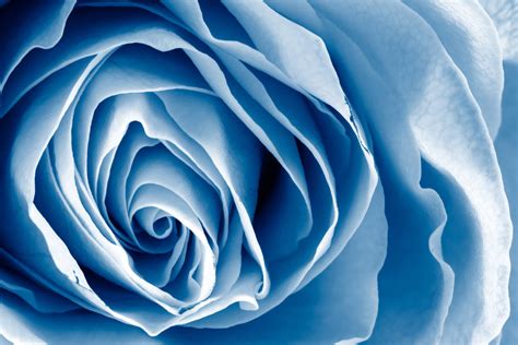 Blue Rose Macro By Boldfrontiers On Deviantart