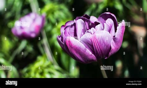 Magnificent Purple Double Late Tulip Peony Flowered Tulip Genus