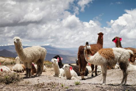Backpacking In Peru Der Guide Für Deine Individuelle Peru Reise