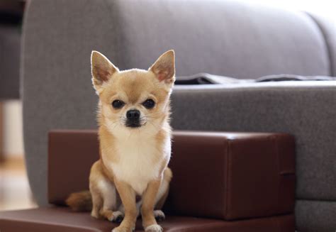 The Best Dogs For Apartments Or Condos