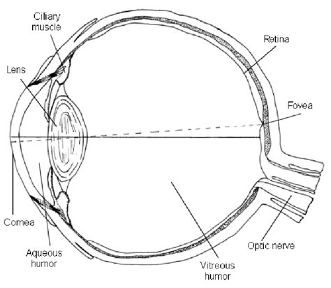 Schematic Diagram Of The Eye Download Scientific Diagram