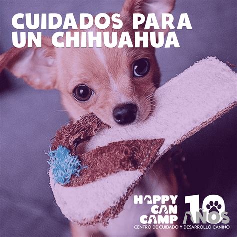 14 Cuidados Para Tu Perro Chihuahua Happy Can Camp
