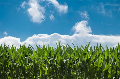 Green Corn Plant Blue Sky Low Angle Grain Field Clear Corn