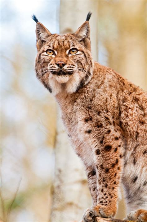 This Lynx Is Also Posing For Me Wild Animals Photography Types Of