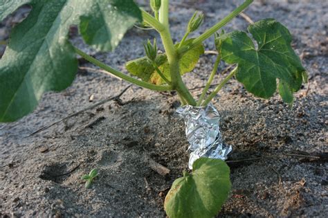 How aluminum around zucchini stems prevents borer. how to prevent squash bugs Archives - BloominThyme