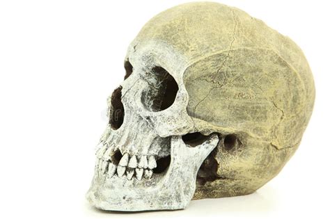 Browse 1,807 human skull side stock photos and images available, or start a new search to explore more stock photos and images. Side View Of Human Skull stock photo. Image of skull ...