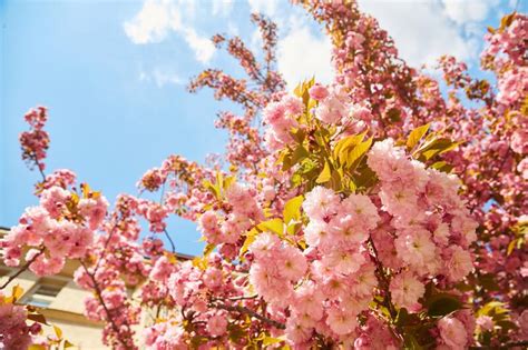Amazing Pink Cherry Blossoms On The Sakura Tree In A Blue Sky Stock
