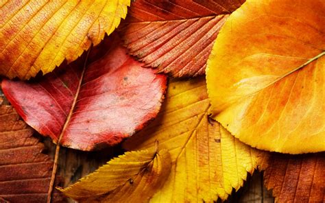 Free Download Autumn Leaves Background Wallpaper High Definition High