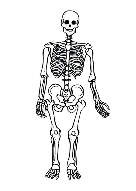 This is more difficult to color, but it's a great way to make use of your free time. Skeletal System Coloring Pages at GetColorings.com | Free ...