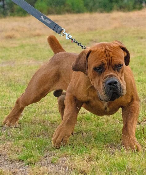 One day you bring your puppy home, and then you blink and the pup is all grown up. BEST BREEDERS IN THE WORLD | SOUTH AFRICAN BOERBOEL ...