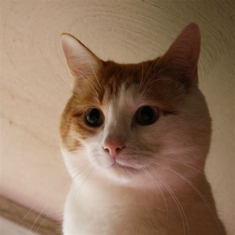 They may need rescue, they may already be in rescue & are. Orange and White Cat Face Close Up Picture | Free ...
