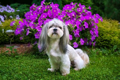 One of the best repellents is a dog with regular access to your yard. Protecting Your Dog From The Dangers In Your Garden - Love ...