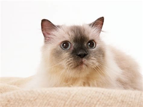Lovable Cat Feline Loveable Cat Kitten Animal Hd Wallpaper Peakpx