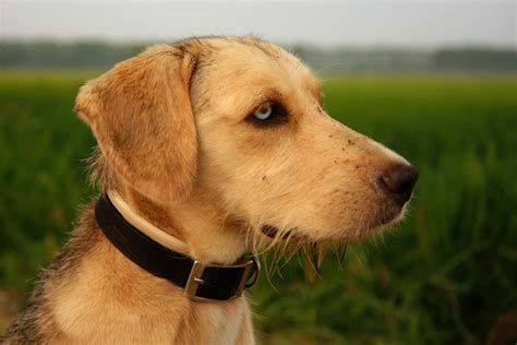 Dog Profile Pictures Download Free Images On Unsplash