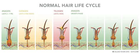 Hair Growth Life Cycle The 3 Stages Hairstylecamp