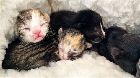 Newborn Kittens Cuddling Each Other Youtube