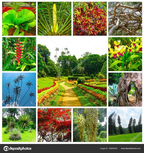Flower Gardens In Sri Lanka Best Flower Site