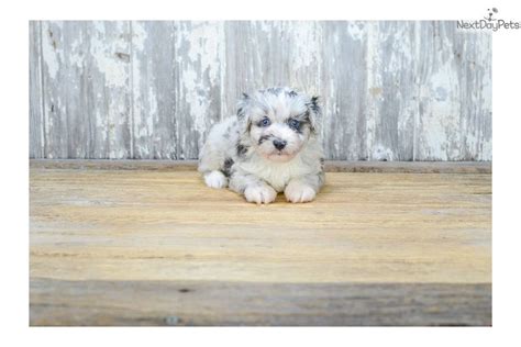 A brilliant breed, often referred to as the einstein breed, aussiedoodles can learn commands and instructions rather quickly and are. Aussiedoodle puppy for sale near Columbus, Ohio | 21643b95 ...