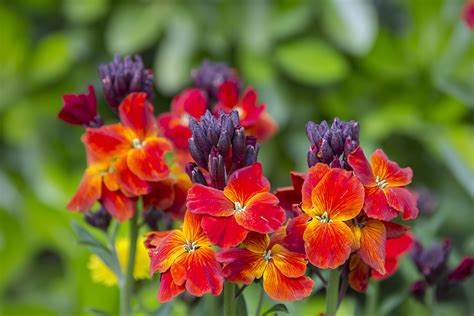 How To Grow Erysimum Wallflower Garden Chronicle