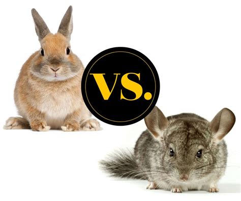 Chinchilla Vs Rabbits Which One Makes A Better Pet Critters Aplenty