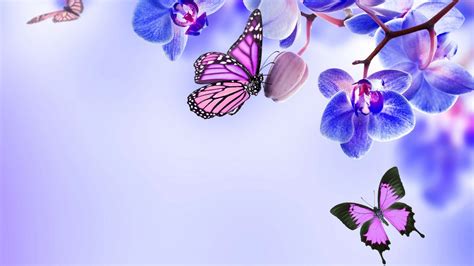 Purple Butterfly Desktop Wallpaper ~ Cute Wallpapers 2022