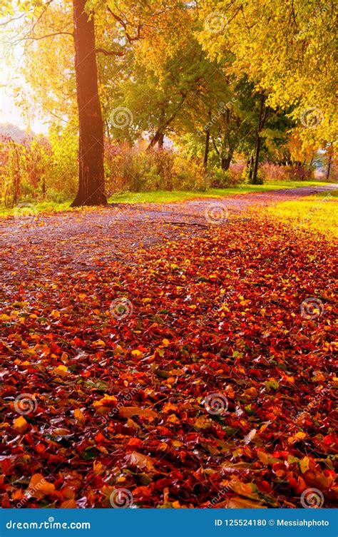 Autumn Landscape Autumn Trees With Fallen Autumn Leaves In Sunny