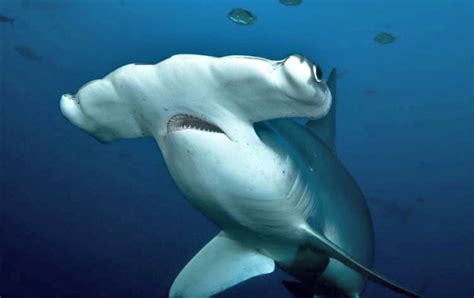 Top 10 Interesting Facts About Hammerhead Sharks Always Learning