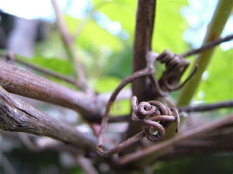 Grape Branch 1 Free Photo Download Freeimages