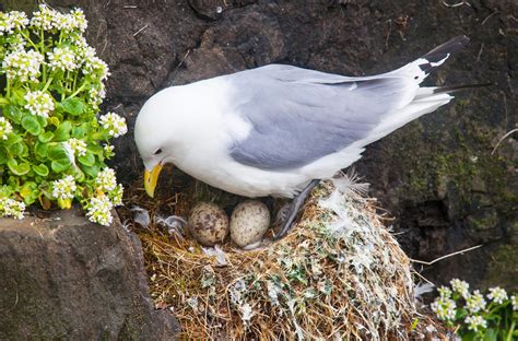 Birds Laying Eggs In Nest