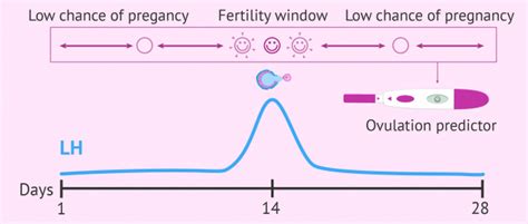 When Does Ovulation Occur What Are The Signs And Symptoms Of It